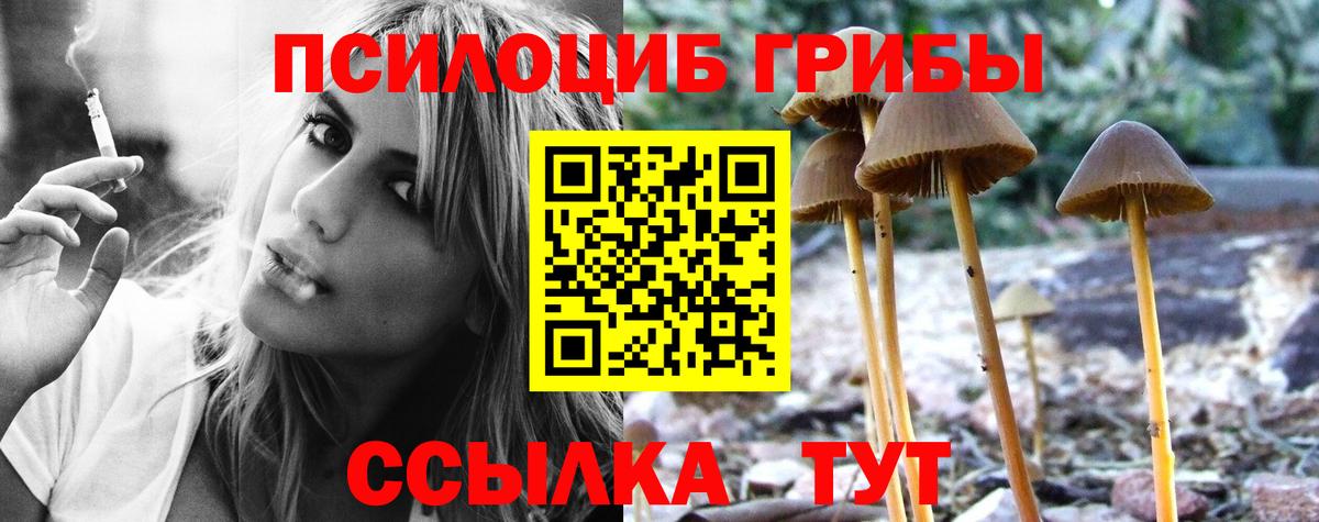 Галлюциногенные грибы Psilocybine cubensis Котлас